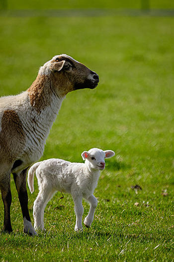 Lammen trivs bäst i närheten av sin mamma